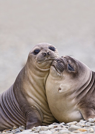 Southern elephant seal Mirounga leonina pups fighting and playin